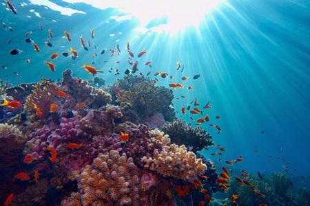 Port Ghalib Snorkeling Cruise from Marsa Alam with Lunch and Drinks