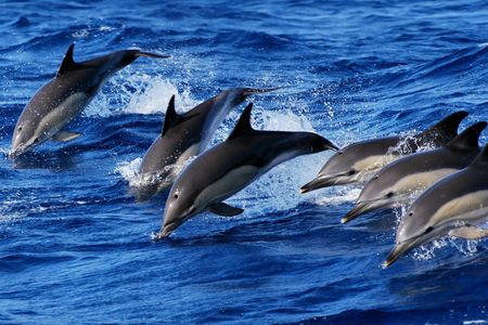 Swimming with dolphins experience in São Miguel