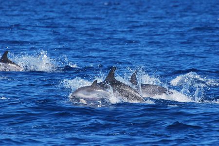 Full-Day Experience as a Marine Biologist