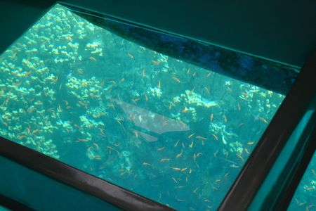 Glass bottom cruise in Aqaba