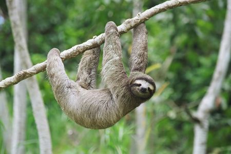 Eco-Adventure and Sloth Sanctuary Tour from Panama City