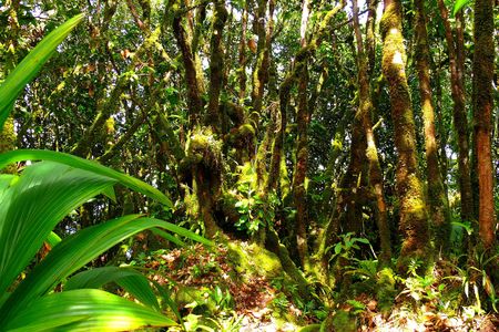 Private nature trail Glacis Noir from Praslin