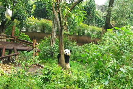 Full day private tour of Panda Base and Leshan Giant Buddha