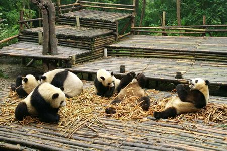 All-inclusive Panda trip and customizable sites