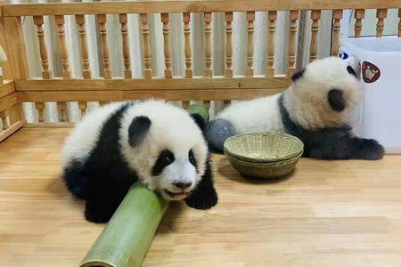 Full day private tour Panda trip and customized city sightseeing