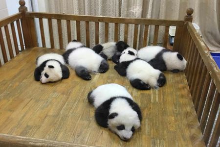 Half-day Private tour amazing Panda Base trip