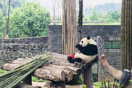 Full day private tour of Panda hometown and Taoist mountain