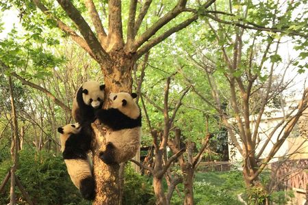 Full day private tour Giant Panda Base and city highlights