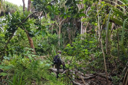 Zanzibar hiking in Jozani Forest private tour