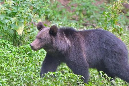 Small-group Brown Bear-watching experience from Brasov