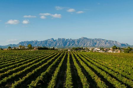Montserrat and Penedès private tour from Barcelona
