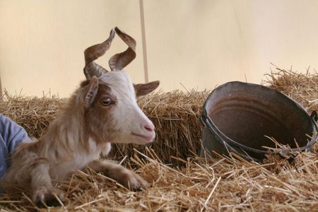 Animal farm tour and Aaromas garden at Bio Fattoria Augustali