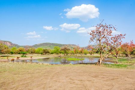 Half-day tour into the past at Ranthambore