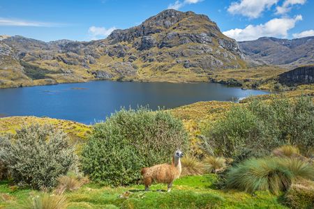 Cajas National Park hiking excursion