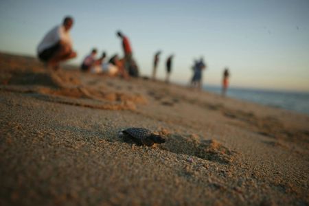 Turtle Release Experience in Cabo