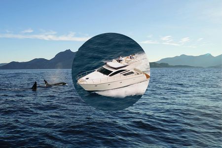 Private luxury whale watching safari from Tromsø