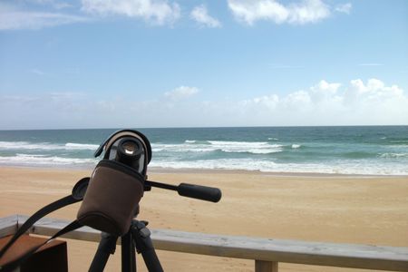 Alvor dunes birdwatching tour