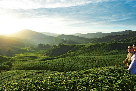 Private nature trip to Cameron Highlands from Kuala Lumpur