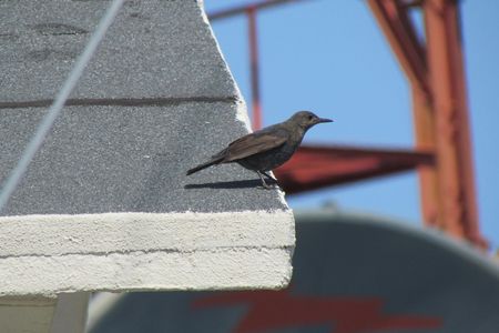 Birdwatching in Monchique full-day tour