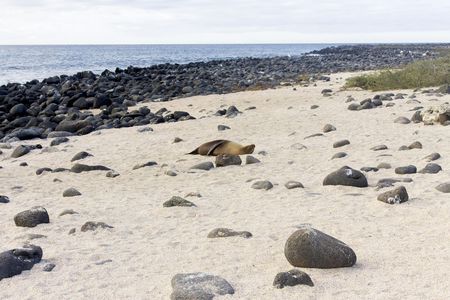 Lobos Island guided tour from San Cristobal Island