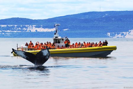 Tadoussac whale watching cruise on a zodiac boat