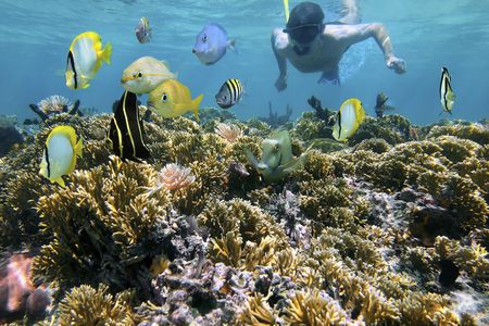 Snorkeling tour from RIU Atoll and RIU Palace Maldivas