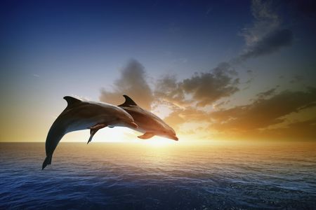 Dolphin watching tour from RIU Atoll and RIU Palace Maldivas