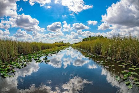 Orchids and Alligators private kayak eco-tour