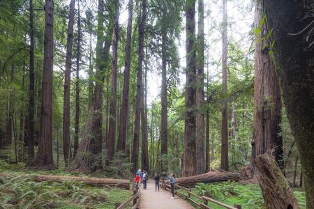 Muir Woods and Sausalito tour with Escape from the Rock cruise