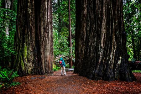California Redwoods & Wine Country Tour