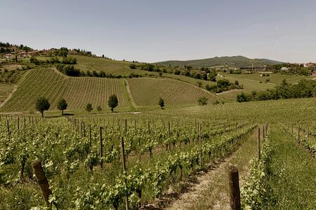 Private wine tasting tour from Florence to Chianti Hills