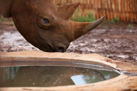 Sheldrick Wildlife Trust, Karen Blixen Museum and Giraffe Center tour