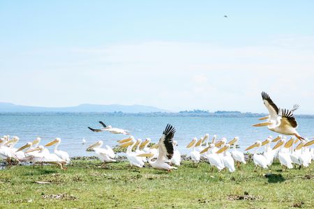 Full-day Lake Naivasha, Hell's Gate, and Crescent Island boat ride tour