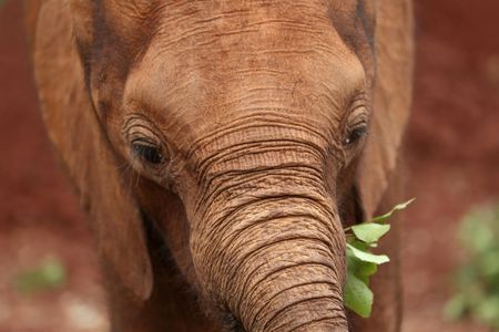 Half-day David Sheldrick Wildlife Trust tour