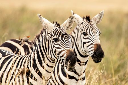 Full-day Nairobi National Park tour