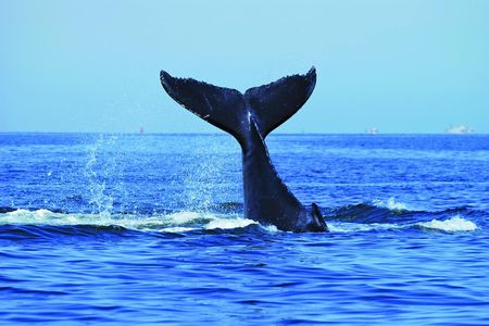 Sydney luxury whale-watching cruise with lunch