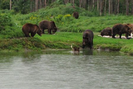Visit to a Bear Sanctuary from Budapest