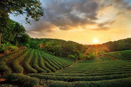 1-day Kiembethu Tea Farm tour from Nairobi