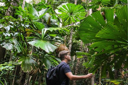 Daintree and Cape Tribulation day tour