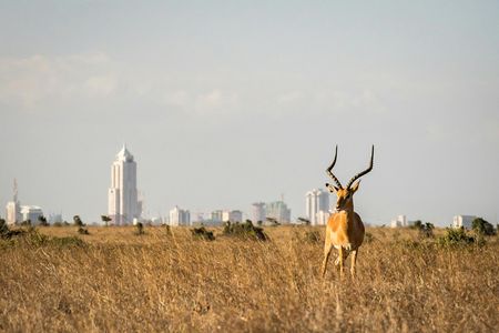 Half-day Nairobi National Park tour