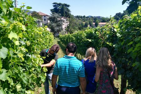 Wine tour in the Euganean Hills from Padua