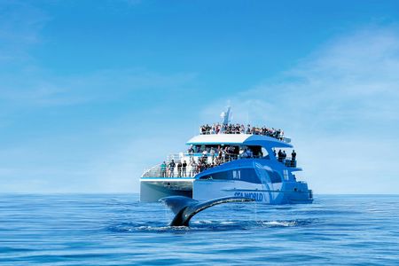 Sea World whale-watching cruise with 100% sighting guarantee