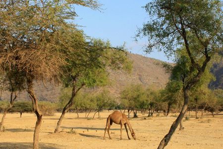 Jebel Samhan in Salalah full day tour