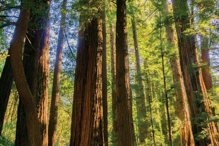 Muir Woods and Sausalito guided tour from San Francisco