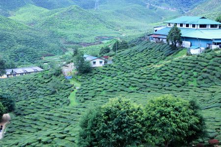 Private Cameron Highlands Nature tour