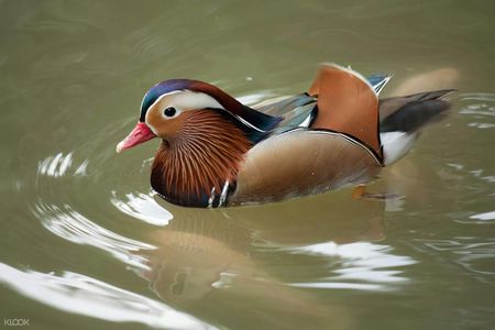 KL bird park, butterfly park and garden tour