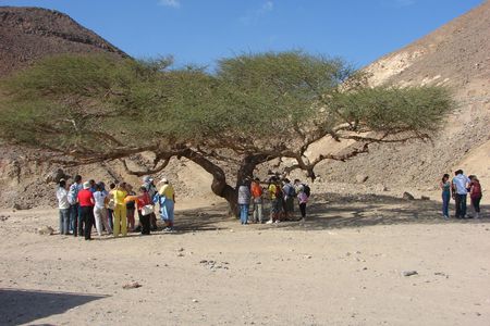 Morning buggy tour with camel ride in Marsa Alam