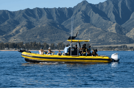 1.5-hour guided marine life boat tour in Oahu