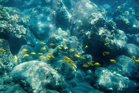 5-hour morning Kealakekua Bay snorkel adventure