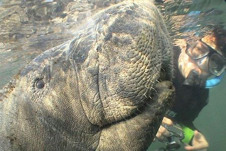 Boat tour from Orlando to snorkel and swim with manatees